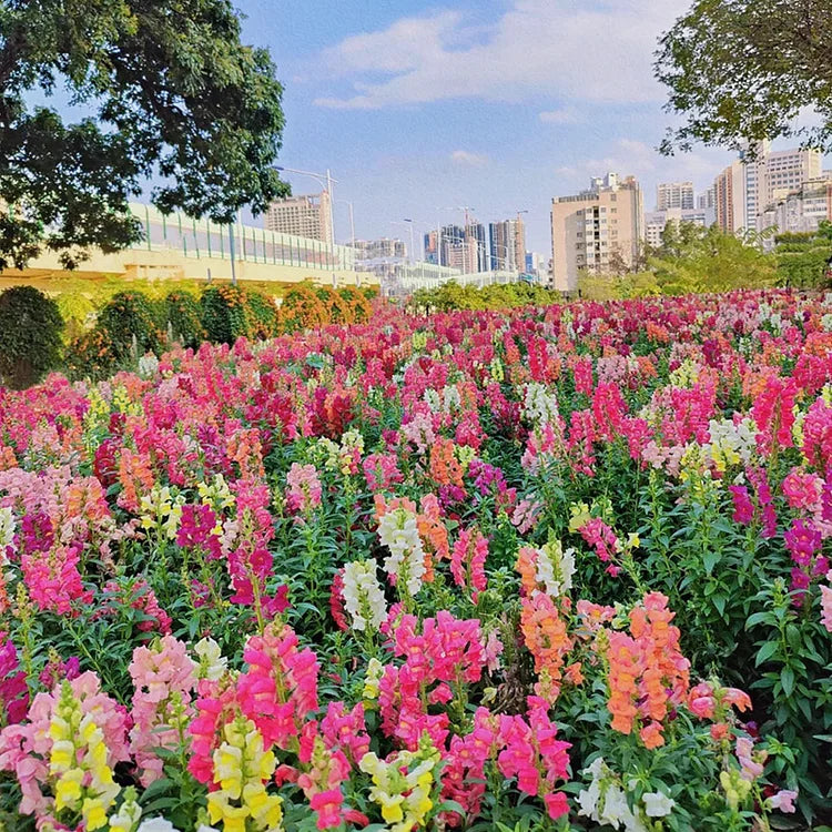 Rainbow Snapdragons Seeds